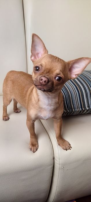 Вязка !!! ЧИХУАХУА.