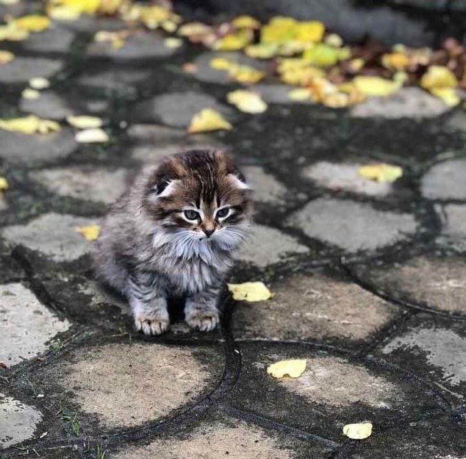 Котик в добрі руки