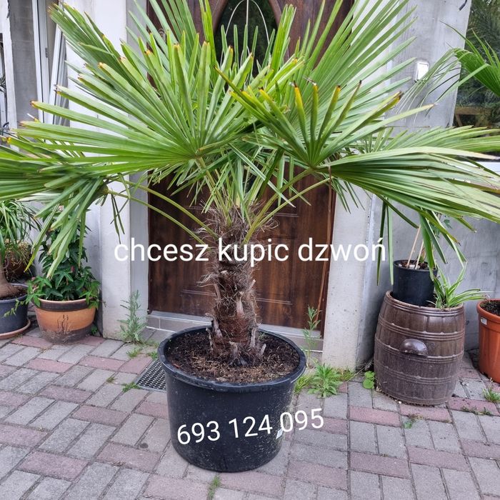 Palma trachycarpus fortunei  pien 40 cm wys calk 170  500zl