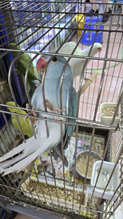 Ring neck Opalina Turquesa/CC, fêmeas, 2025

Aves anilhados e com cedê