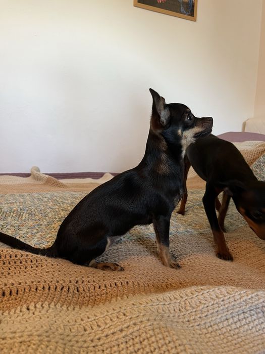 Pinczer miniaturowy, ratlerek suczka