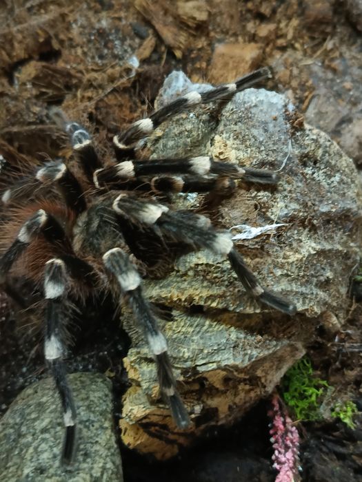 Acanthoscuria geniculata