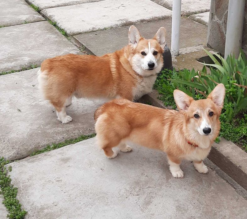 вельш коргі пемброк ,дівчинка бобтейл