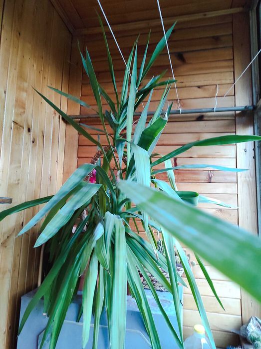 Пальма Юка кімнатна рослина