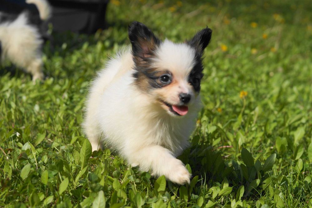 Папийон папильон бабочки