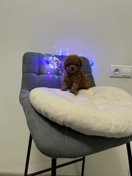 Той пудель тикап той пудель тікап кітай