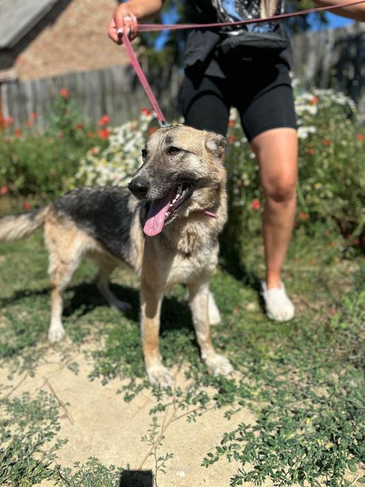 Poznajcie Sabę, jest łagodna, towarzyska i aktywna, do adopcji