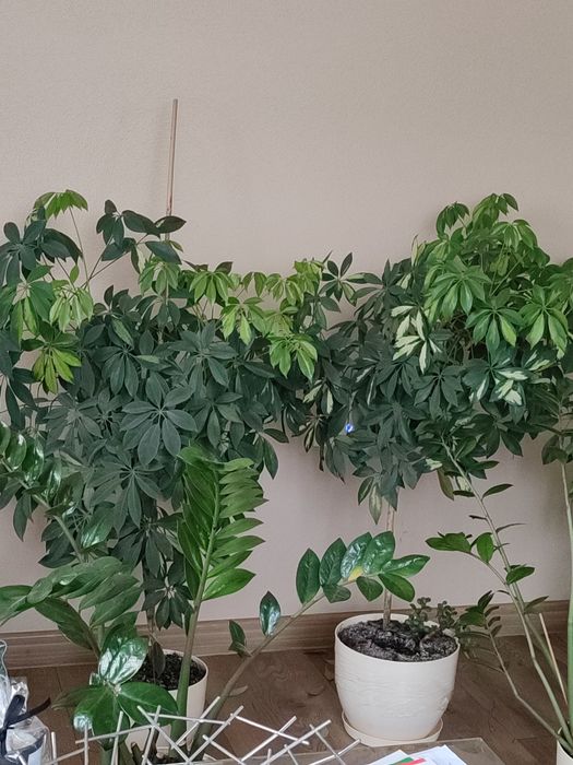 Kwiaty domowe  sprzedam