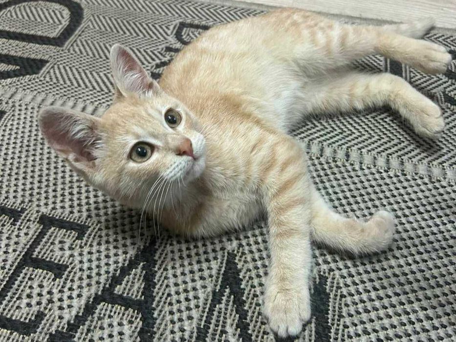 Маленький котик у добрі руки
