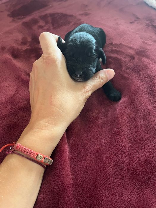 Labradoodle piesek
