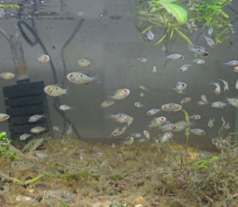 Laeracara araguaie (juvenis)