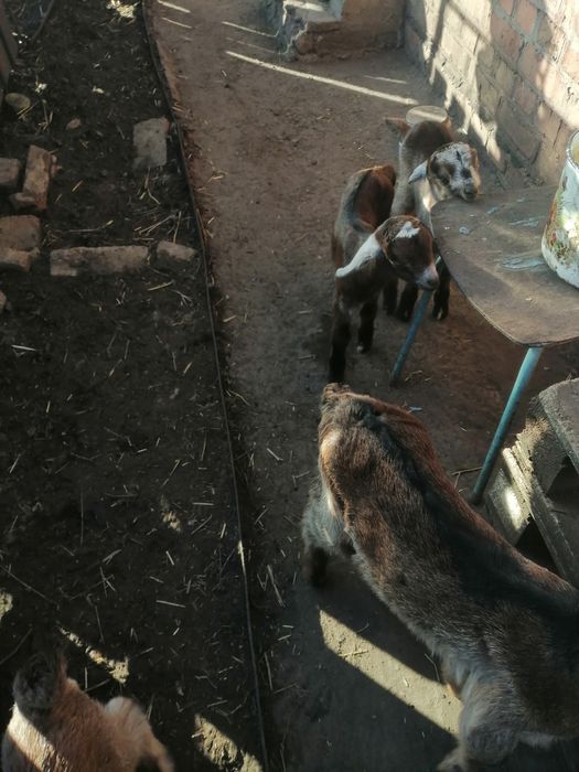 Англо-Нубийские козлята