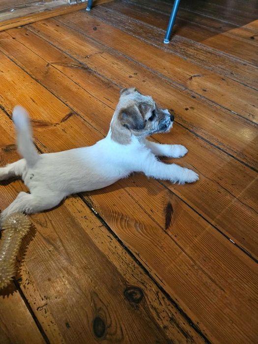 Jack RussellTerrier suczka
