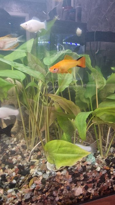 Гурамі мирні рибки