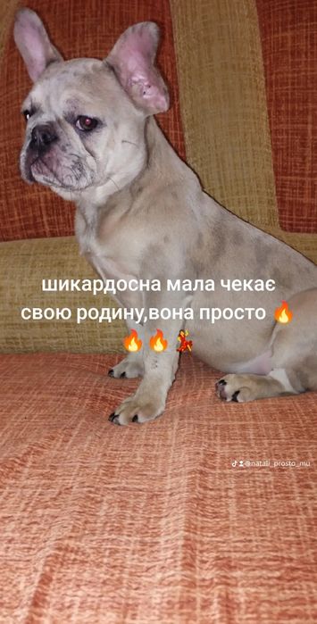 Шикардосна мала бульдог