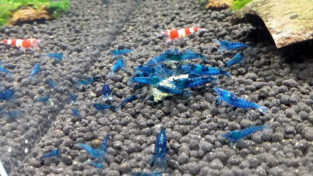 Krewetka blue velvet krewetki