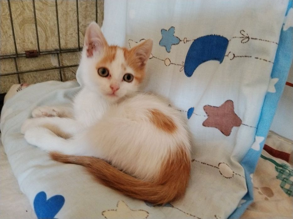Кот кошеня котик кіт коти кот