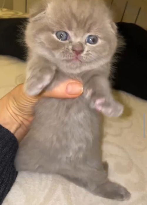 Шотландские котята в поисках любящей семьи