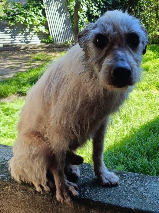 Angie- Cão Sénior de porte médio para adoção.