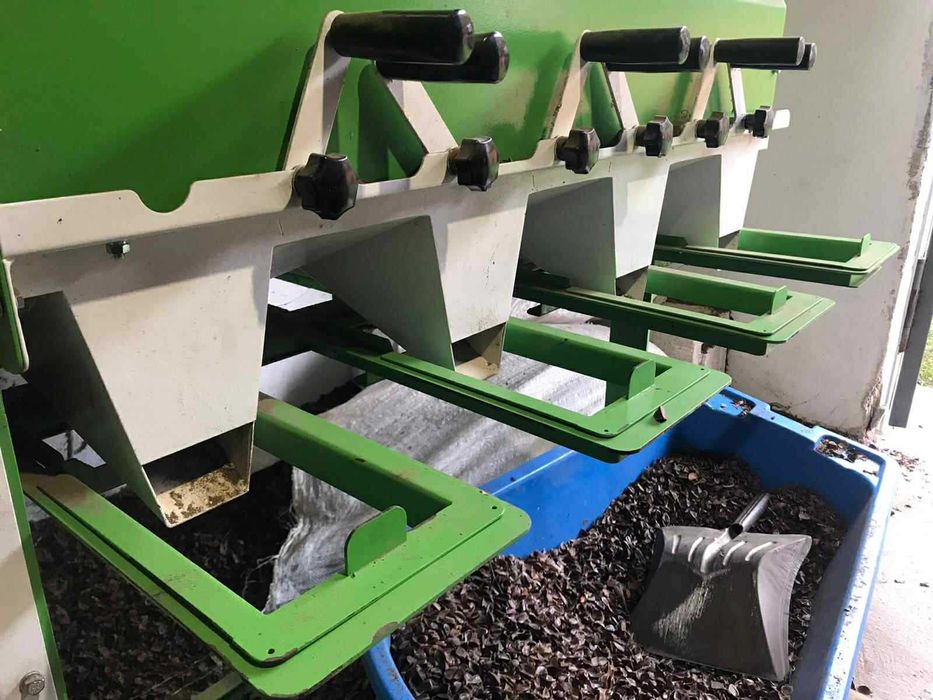 Nasiona buka zwyczajnego – zbiór 2025