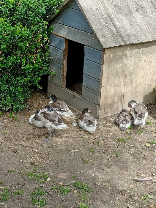 Kaczki ozdobne ohary