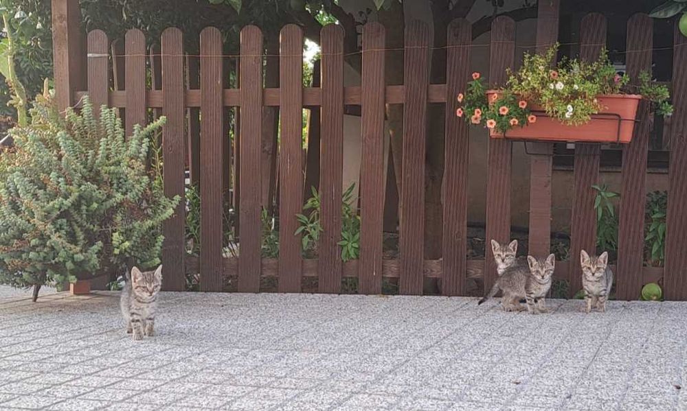Gatinhos para Adoção 6 semanas