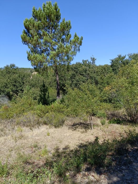 Terreno agrícola com 7040m2