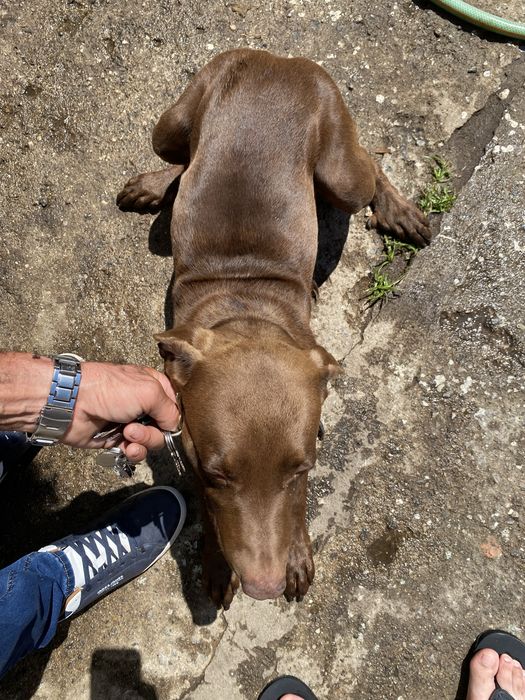 Cão macho para ADOÇÃO Snoopy