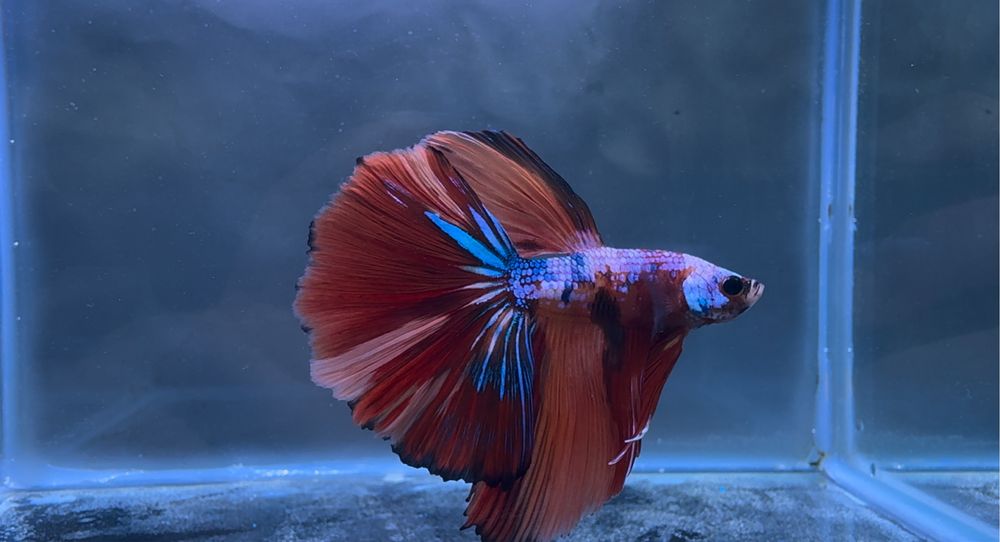 Macho Betta Koi Nemo Halfmoon