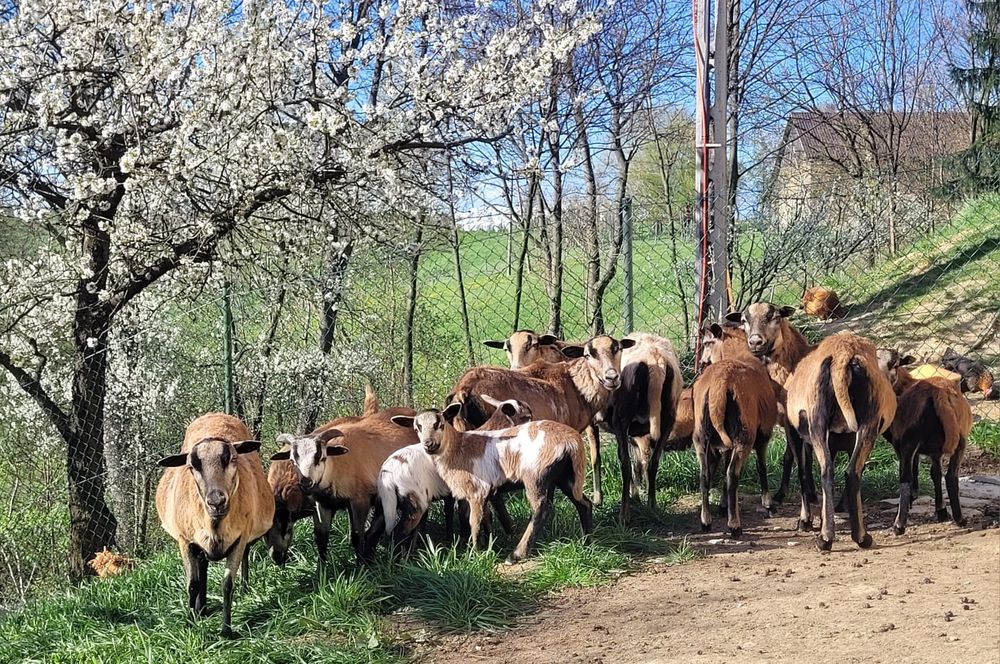 Sprzedam barany kameruńskie