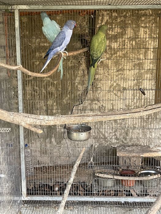 Ring necks opalinos/cc e violetas cc