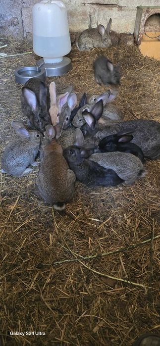 Coelhos caseiros de boa qualidade.