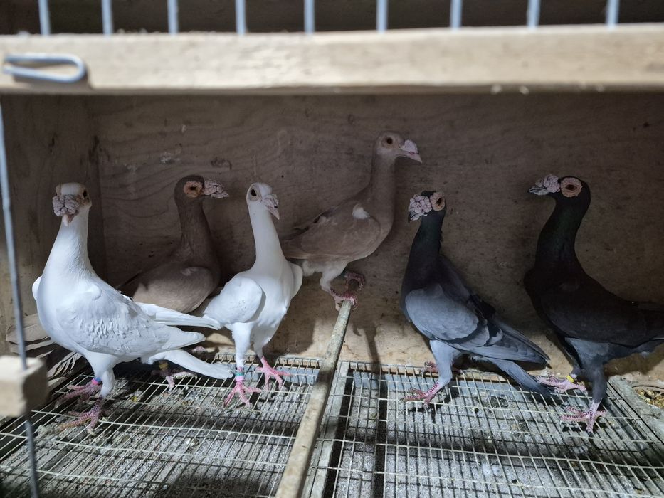 Disponíveis Tremedor de Stargard  Bruneres  Mookes  Frizadas carrieres