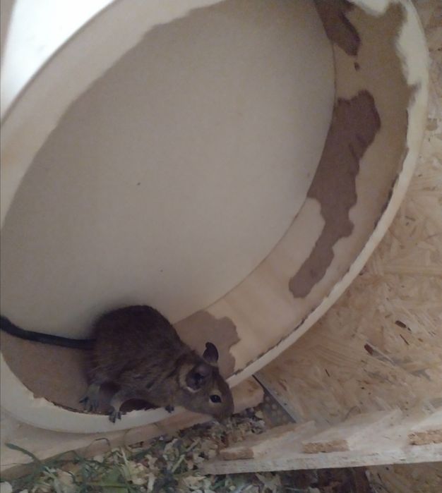 Sprzedam dwie koszatniczki razem z klatka