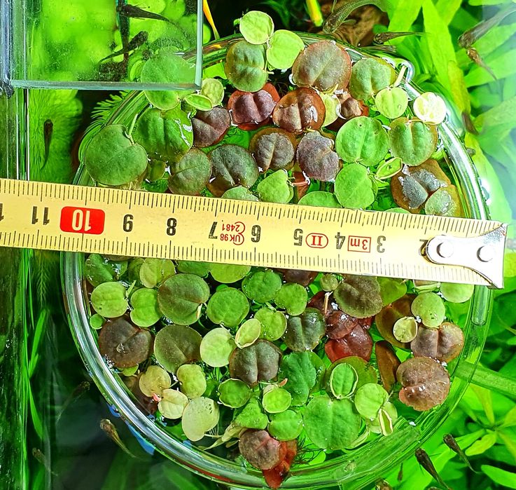 Phyllanthus fluitans