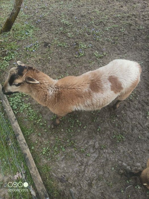 Barany Barbados Nolan