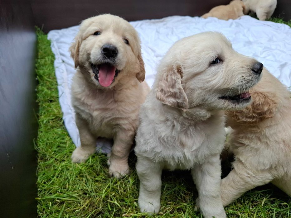 Suczka Golden Retriever