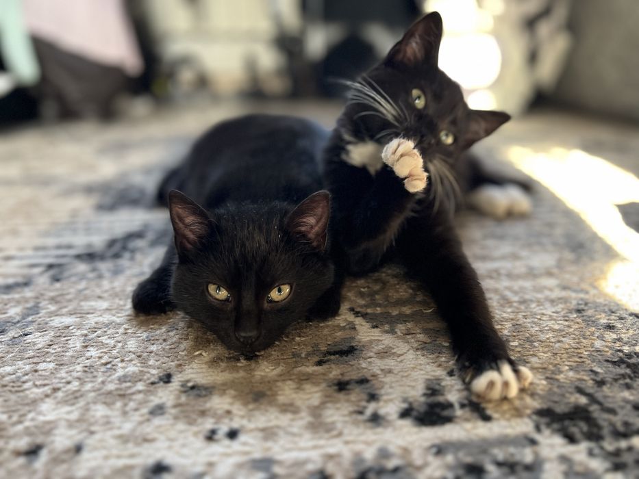 Oddam kociaki w dobre ręce