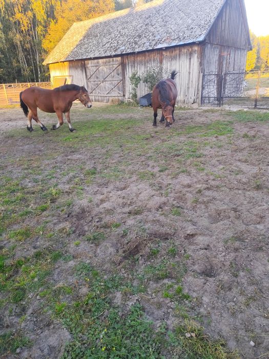Klacze zimnokrwiste 2 lata i 5 lat