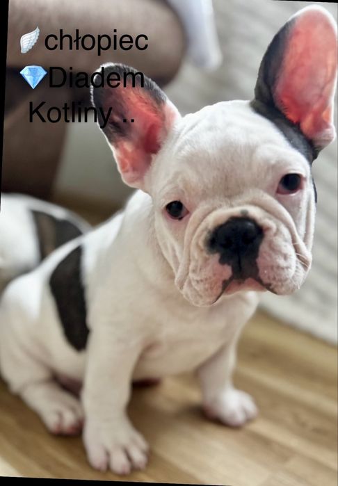 Buldog francuski chlopiec z rodowodem gotowy do odbioru
