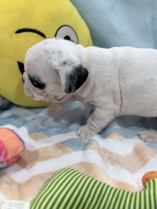 Bulldog francês  lindo menino piratinha