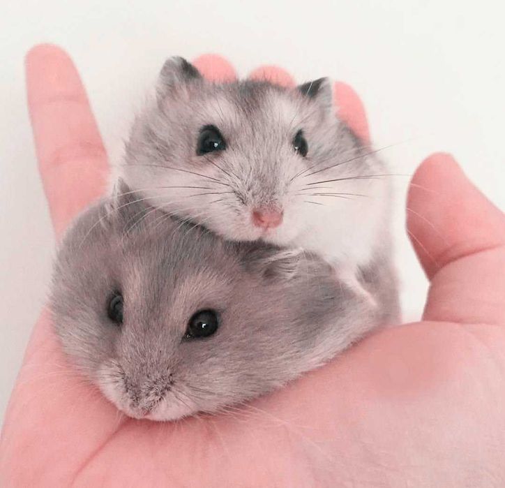 Джунгарики, хомячки, хомячата, хомяки джунгарские, карликовые, хомяк