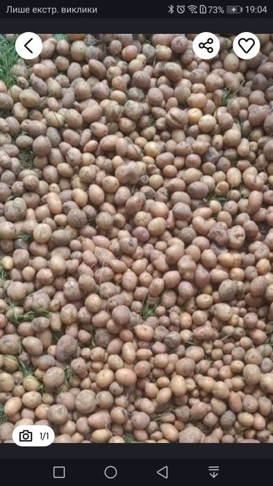 Картопля дрібна.