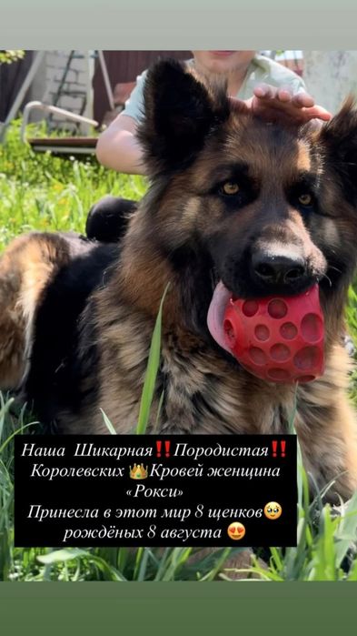 Цуценята вівчарки, шукають собі люблячу родину