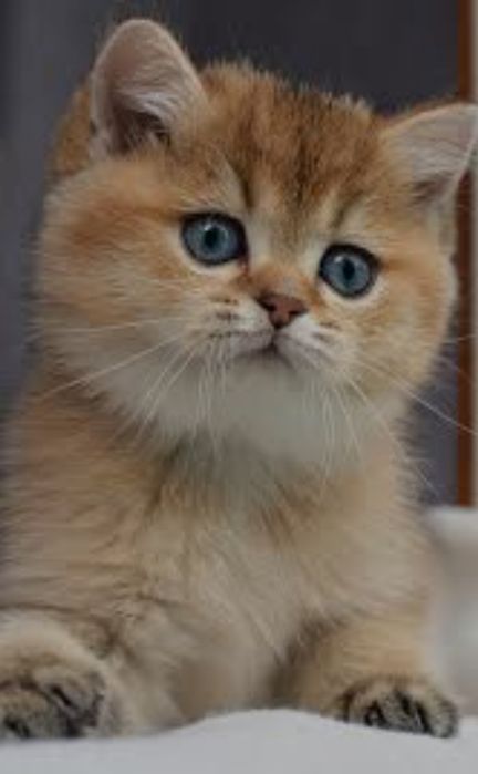 Прийму в дар маленьке щастя