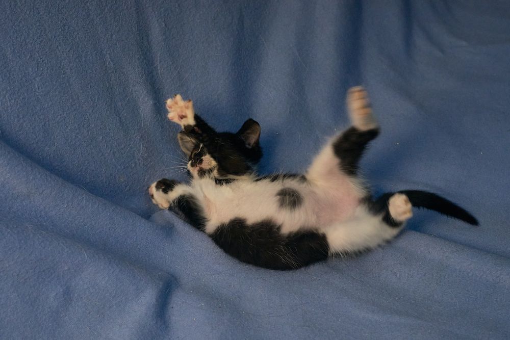 Ласковая нежная кошечка 2.5 месяца ищет Семью и Дом