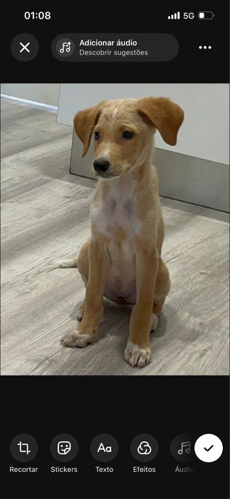 Cadela para adoção