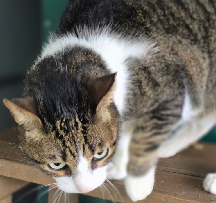 Para Adoção Responsável