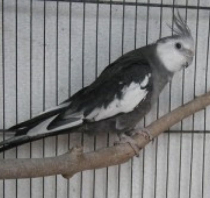 Vende se ou troca se por alguma coisa do meu eterresse