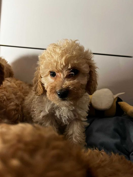 śliczna sunia pudel